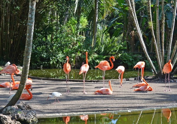 Flamingos