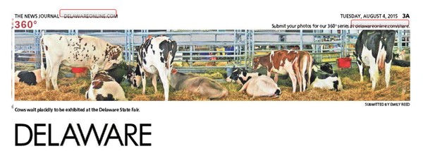 248th News Journal Panorama-Cows at State Fair
