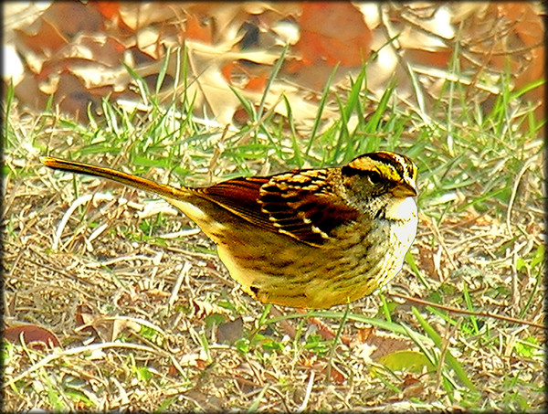 White-Throated Sparrow