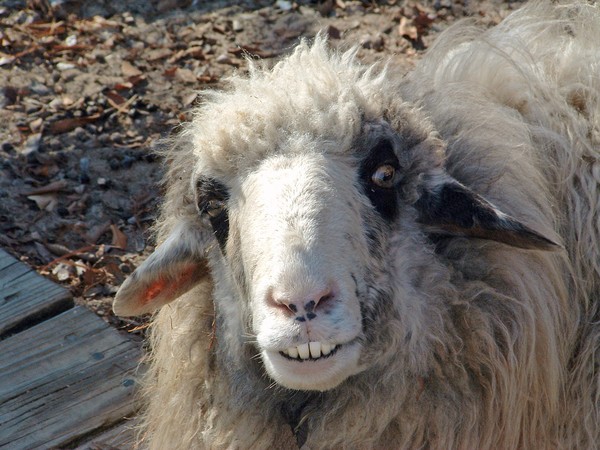 Cheeeeeeze