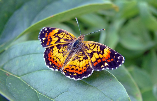Butterfly