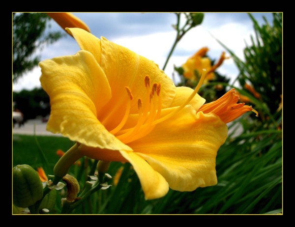Yellow