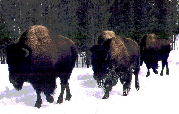 Yellowstone  Buffalos posterized