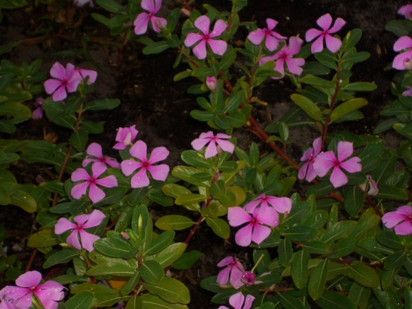 Bed of Flowers