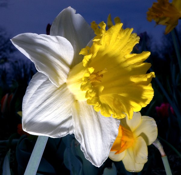 Daffodil