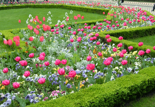 Notre Dame Pink Tulips