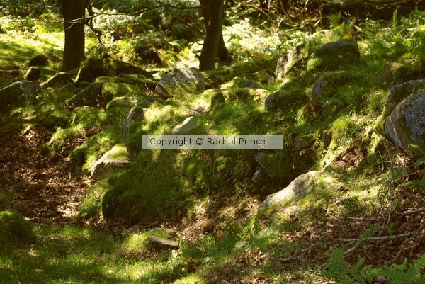 The Forgotten Glade