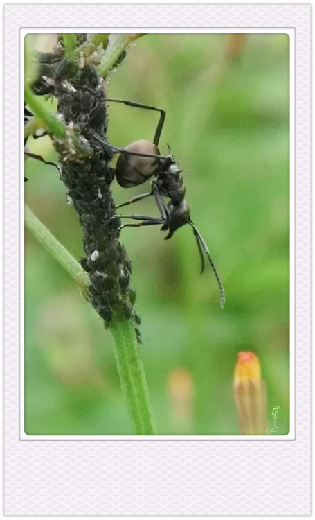 A Lonely Ant