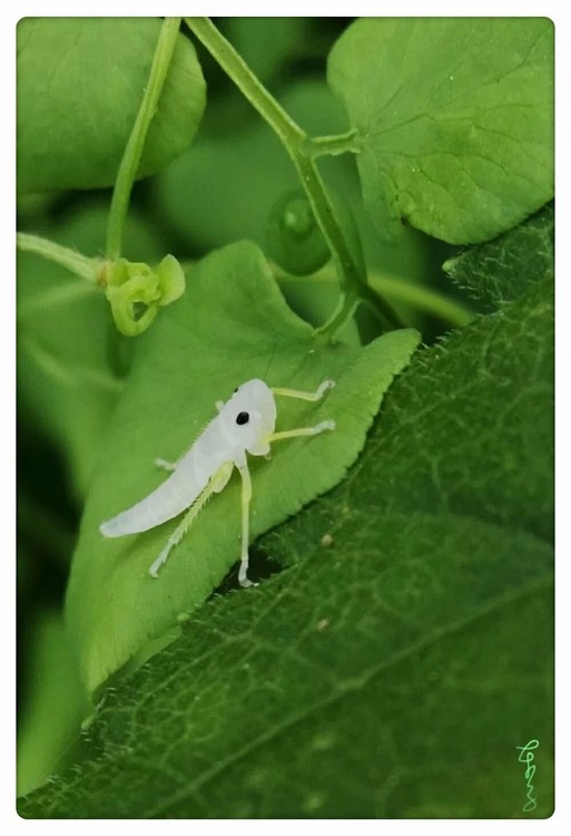 A Baby Locust