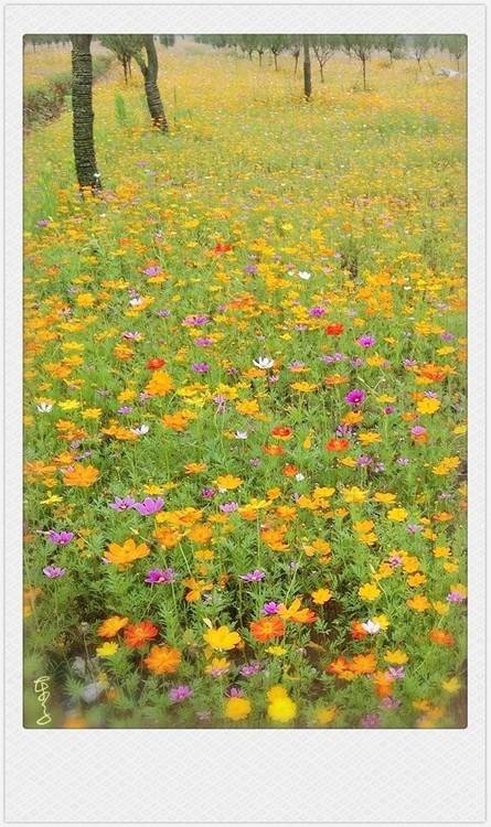 Sea of Flowers