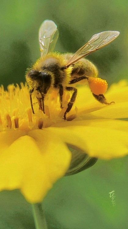 pollen collector