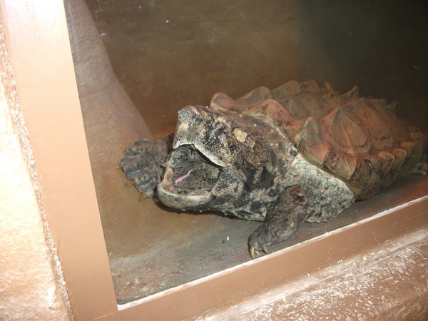 Turtle under Glass