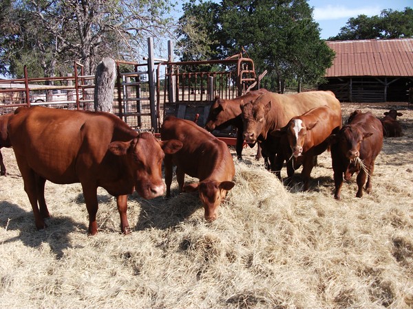 Cows