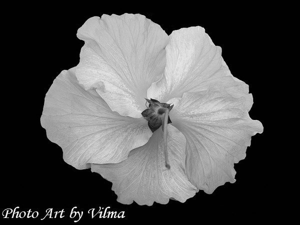 Grace In All Simplicity