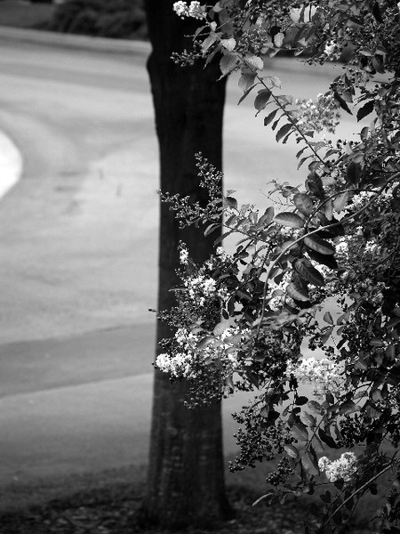 Untitled (Landscape/Outdoor)