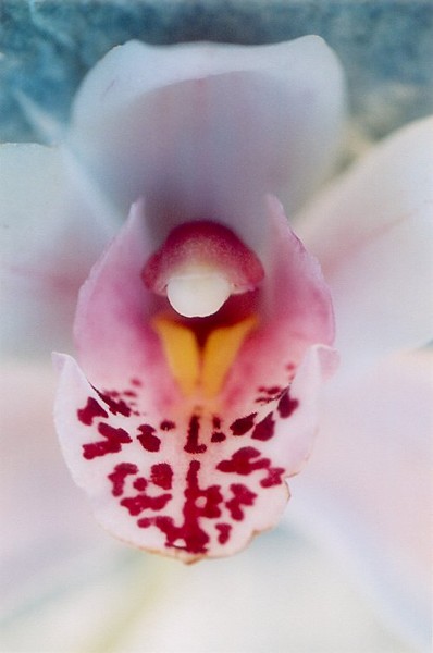 Cymbidium