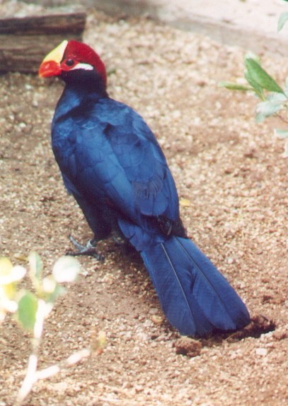 Turaco