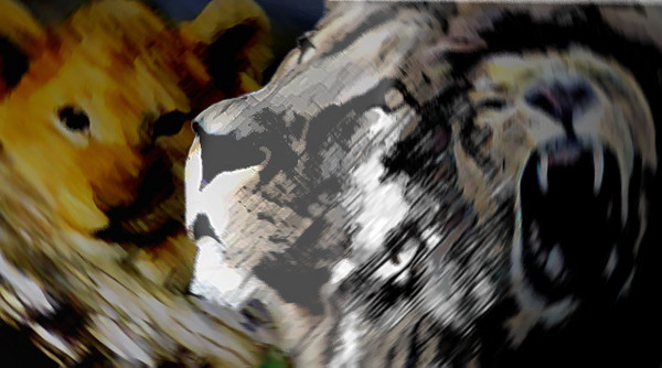 Lions