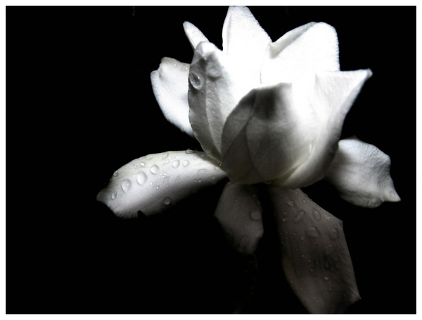 same flower: different approach