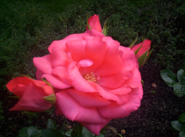 Rose