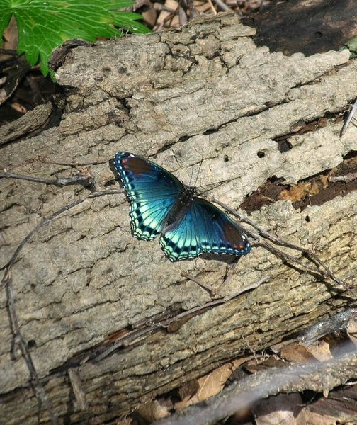 Red Spotted Purple
