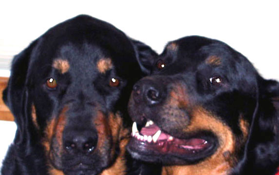 The 'Boys