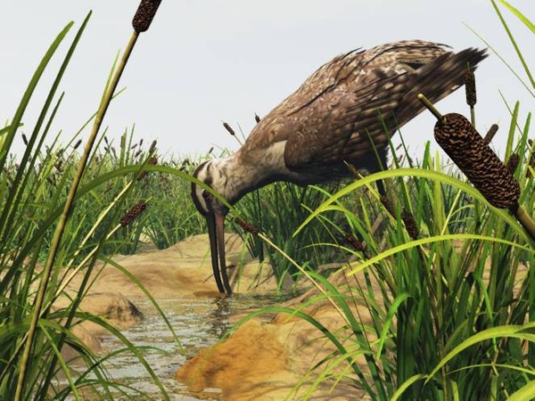 Whimbrel