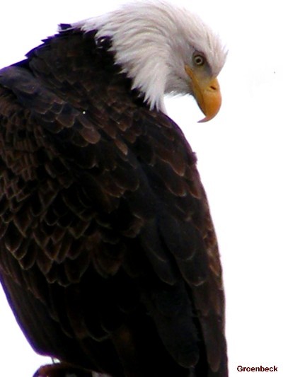Eagle