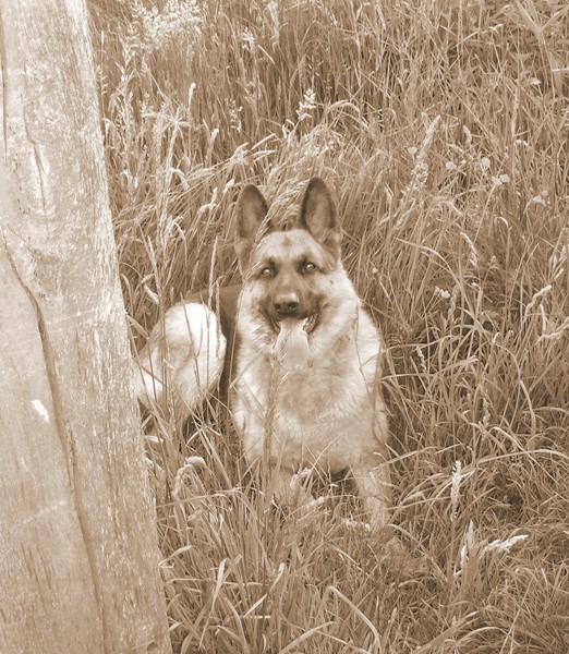 My dog