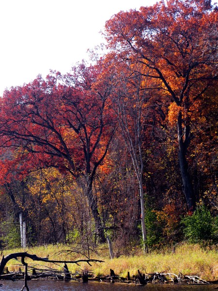 Autumn Oaks