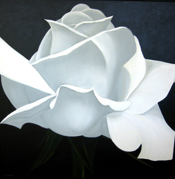 WHITE rose.