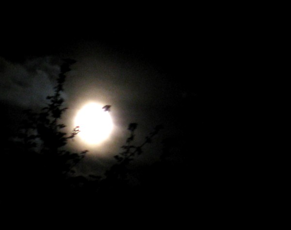 The night I was looking for my cat....