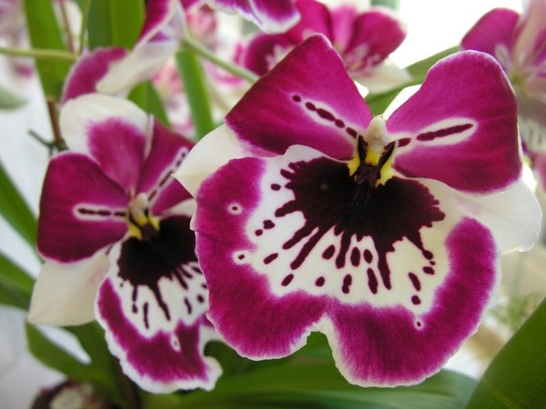 passionate petals