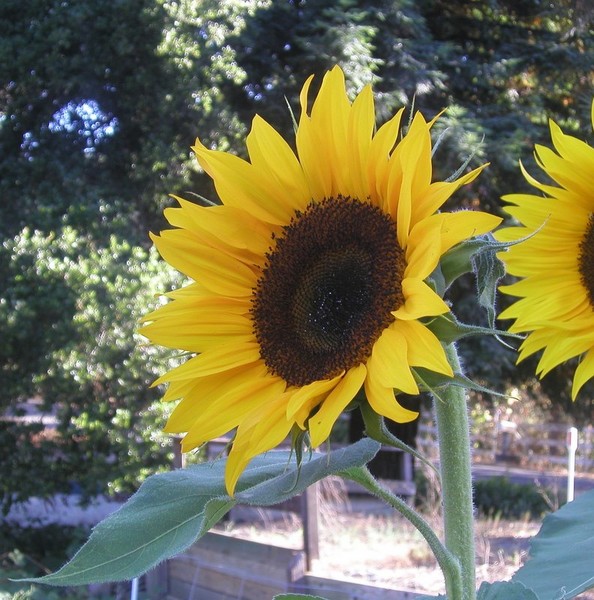 Doug's Sunflowers
