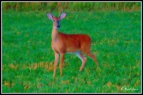 deer