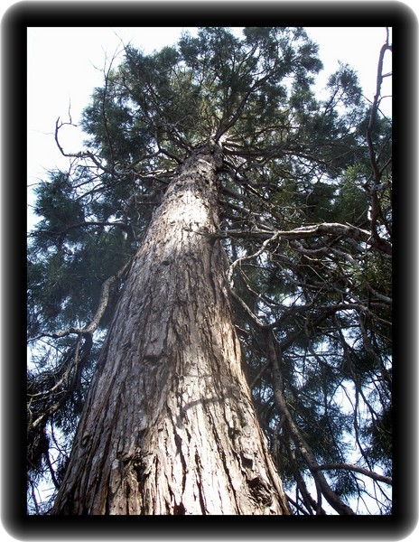 California's Redwood