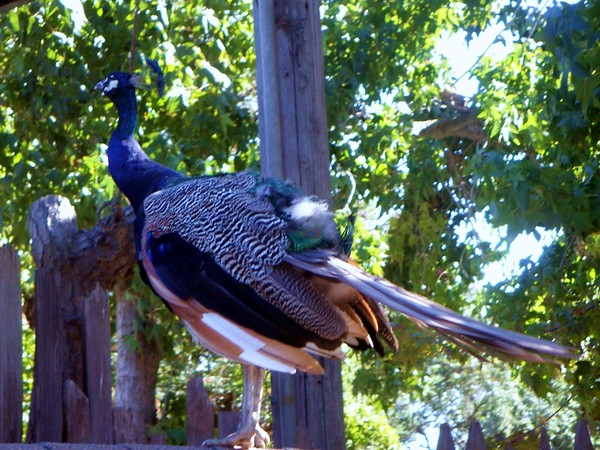 Peacock