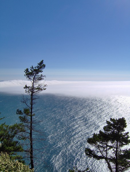 Fog Bank