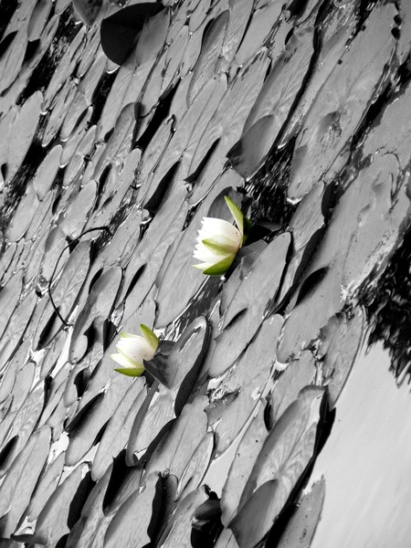 Tilted Lily