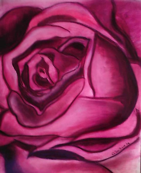 Pink rose..