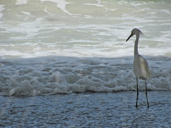 Silent Elegance