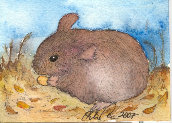 Field Mouse ACEO