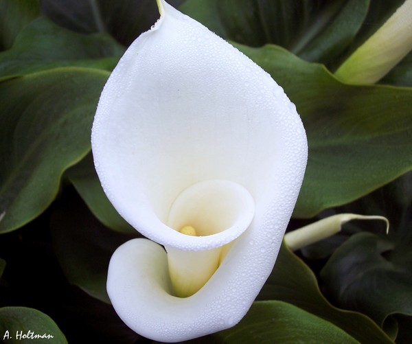 Lilies are My Favorite