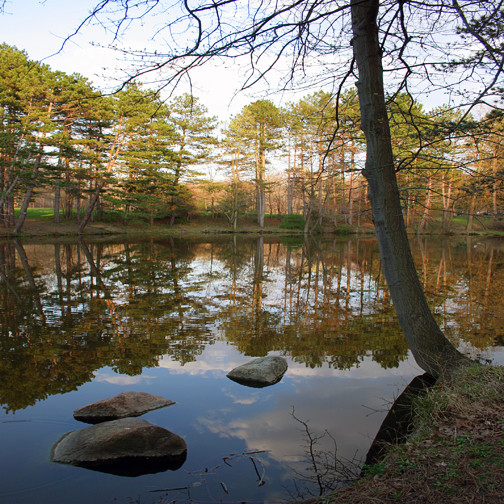 Spring Reflection
