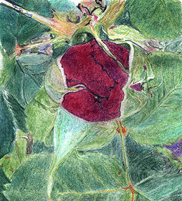 Rose Bud