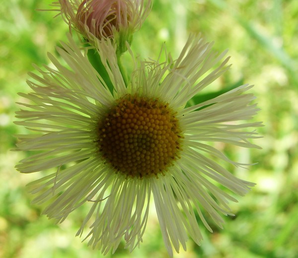 Daisy Wildflower