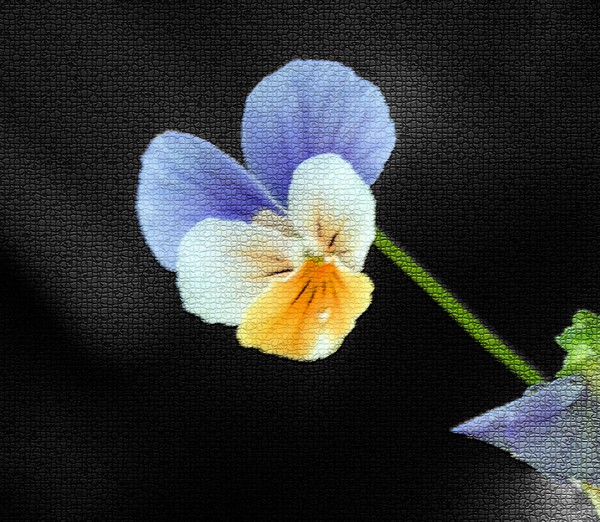 Grandmother's Viola