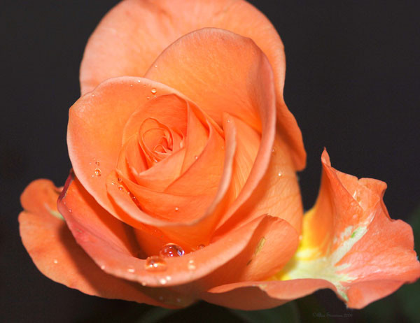 Peach