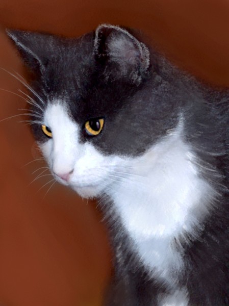 Rodger, Gavin's Cat