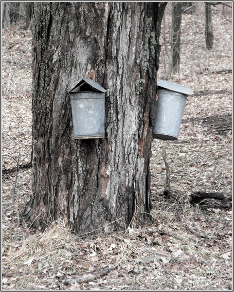 Tree Tapping Time